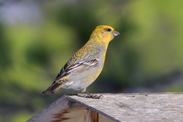 Pinicola enucleator. Colorful bird closeup