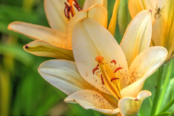 Fototapeta na wymiar Garden flower. A flower of a decorative lily growing in a summer garden. 