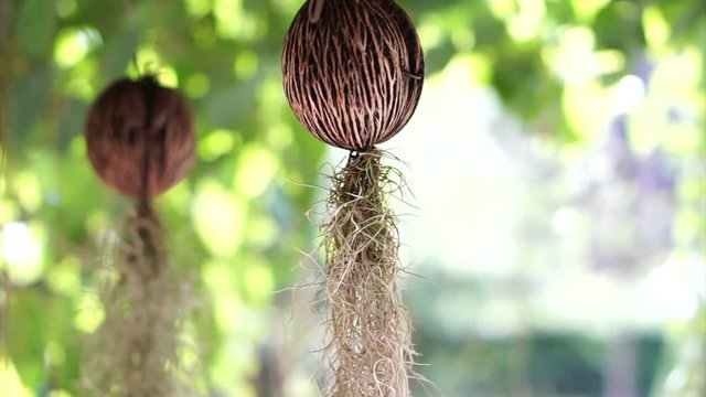 Cerbera odollam seed with hanging root. Creative tropical garden decoration