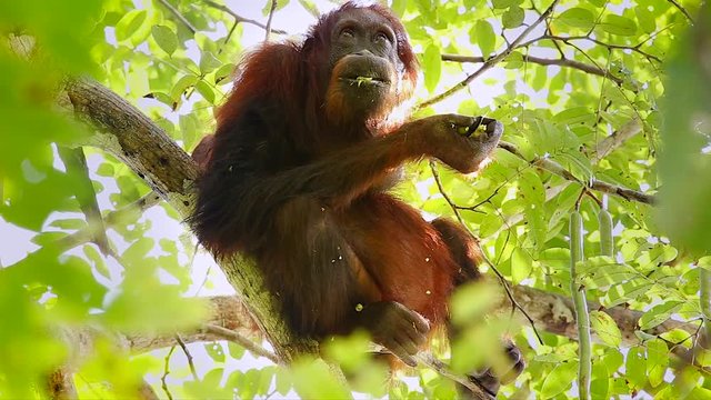 A truly Wild Endangered female Bornean Orangutan (Pongo pygmaeus) eats seed pods in a Cassia javanica tree (AKA Java Cassia, Pink Shower, Apple Blossom & Rainbow Shower Tree) in the jungles of Borneo.
