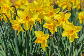 水仙の花 © kharazono