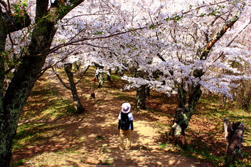 Obraz premium 桜の花と女性