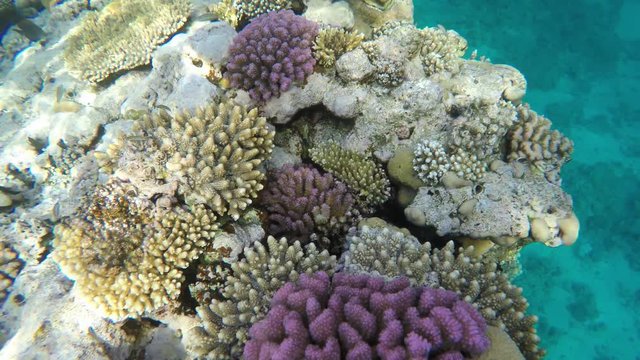Multicolored corals on reefs in the red sea.