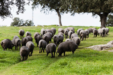 Iberian pig herd pasturing in a green meadow.