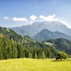 Mountain valley with green trees