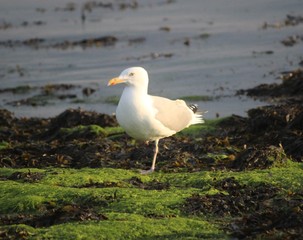 Obraz premium Who're you calling common?