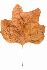 Dried leaf over white background
