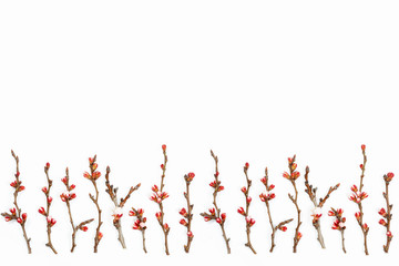  flowers  apricot on branches