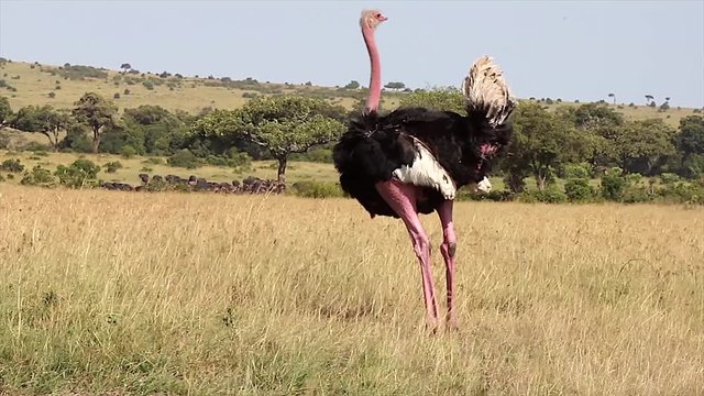 A WILD male Ostrich at the Masai Mara, Kenya, Africa. Ostrich walks around and pecks at the ground. Tanzania can be seen in the background.