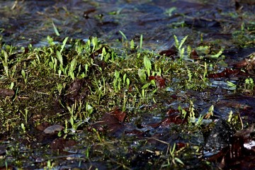 First plants after long winter, spring wiracle: green grass and last ice