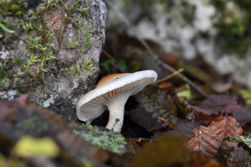 Hygrophorus bakerensis, commonly known as the Mt. Baker waxy cap after the rain