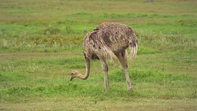 A female Ostrich walking and eating grass in the Ngorongoro Crater in Tanzania, Africa. This extinct volcano crater provides year-round food and is home to many of Africa's most famous animals.