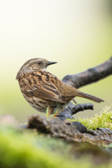 Dunnock, Prunella modularis
