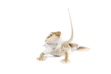 Pogona vitticeps