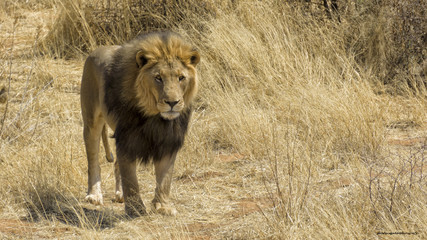 Lion