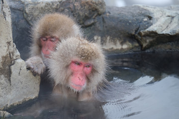 温泉とお猿