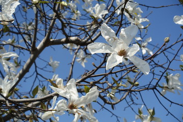 コブシの花