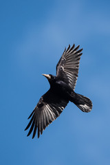 Rook, Corvus frugilegus