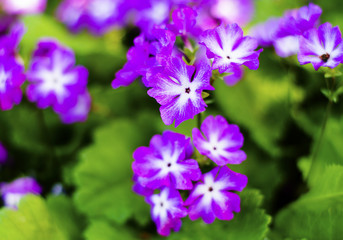 Fototapeta premium Flowers grow in a summer garden