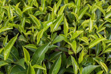 Tea plantation, Devikolam, Munnar
