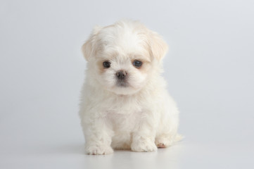 Portrait of maltese puppy on gray