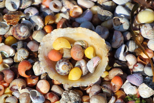 Coquilles de bigorneaux et bernique
