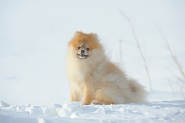 Portrait of cream sable sitting german spitz
