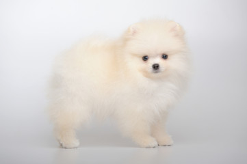 Fototapeta premium Portrait of cream standing german spitz puppy on gray