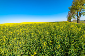 Yellow rape field in spring, wallpaper. Landscape of farmlands in Poland.