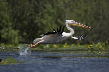 Fototapeta na wymiar great white pelican taking off