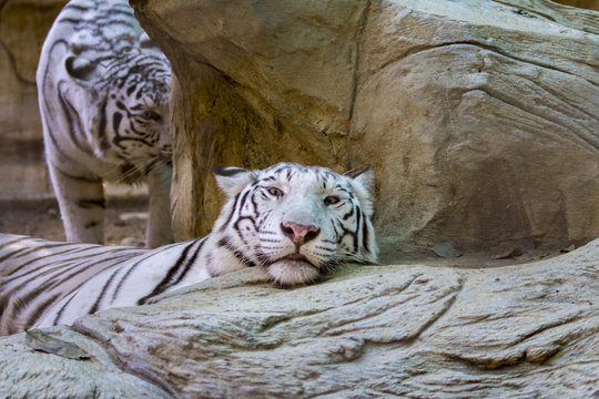 Image of a white tiger on nature background. Wild Animals.