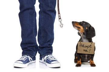 homeless dog to adopt