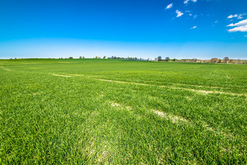 Green field landscape, blue sky on the horizon