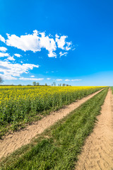Yellow field of rapeseed at dirt road landscape, Poland