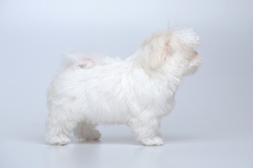 Portrait of maltese puppy on gray