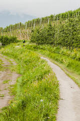 Obraz premium Marling, Dorf, Marlinger Waalweg, Waalweg, Wanderweg, Obstbäume, Apfelbäume, Frühling, Vinschgau, Südtirol, Italien