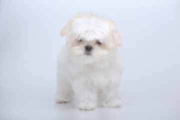 Portrait of maltese puppy on gray