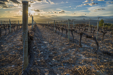 vignoble au mois de Mars