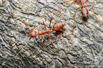 Red ant on a tree