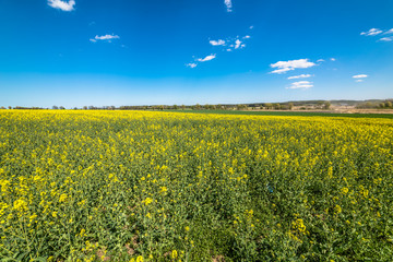 Fototapeta premium Blooming field of colza, blue sky on the horizon