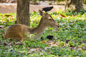 Image of a deer on nature background. wild animals.