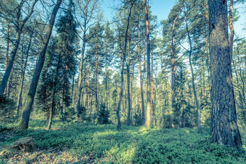 Picture of pine forest, vintage photo taken in Poland in springtime season, landscape