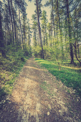 Fototapeta na wymiar Picture of road in pine forest, vintage photo taken in Poland in spring, landscape