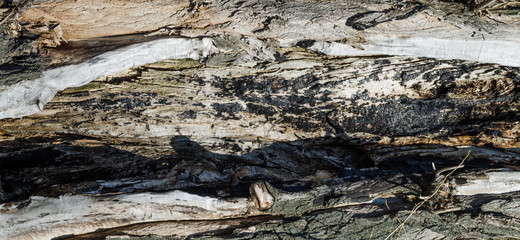 the structure of the tree trunk texture for background