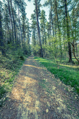 Fototapeta na wymiar Picture of road in pine forest, vintage photo taken in Poland in spring, landscape