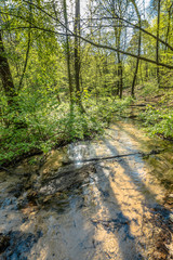 Obraz premium Green forest and river, spring forest landscape