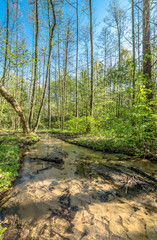 Green forest and river, spring forest landscape