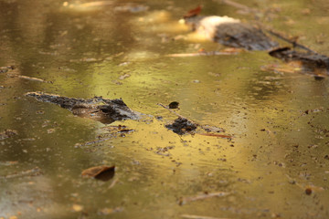 crocodile swims in water pond