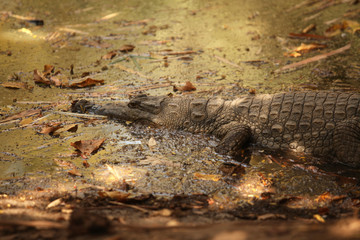 crocodile enters water pond