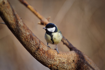Obraz premium great tit (Parus major)